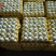 双色精品480枚包装绿壳鸡蛋/乌鸡蛋/绿壳土鸡蛋