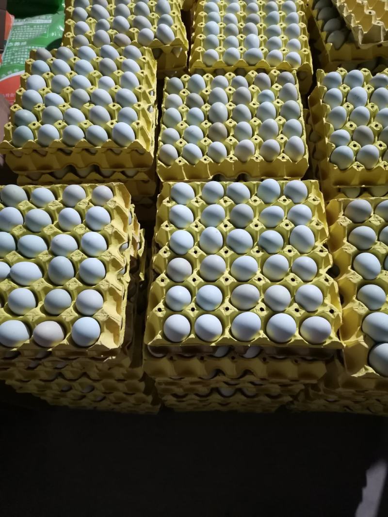 双色精品480枚包装绿壳鸡蛋/乌鸡蛋/绿壳土鸡蛋