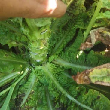 新鲜贡菜