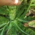 新鲜贡菜