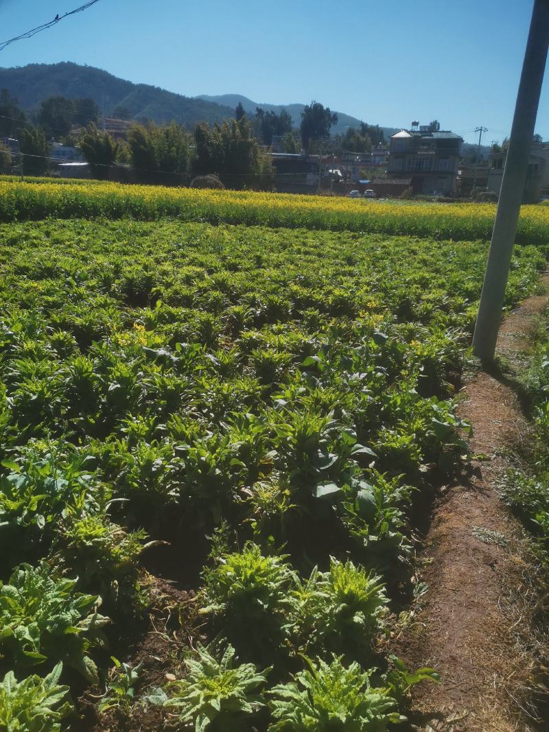 新鲜贡菜