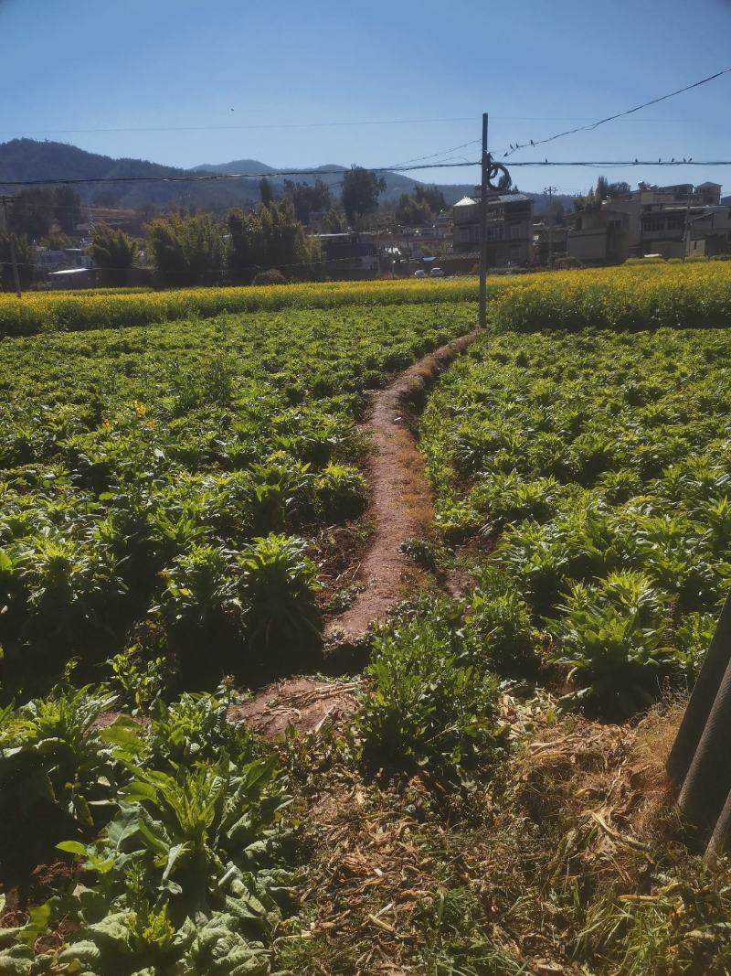 新鲜贡菜