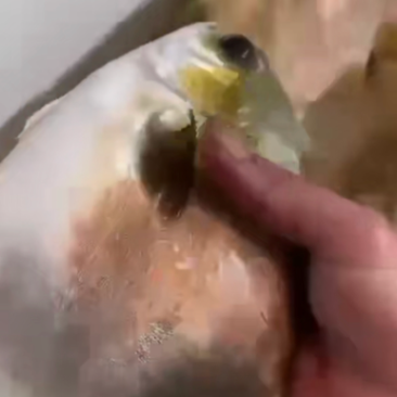 金鲳鱼5条一件