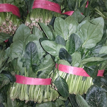 菠菜大量上市中量大从优基地直发欢迎进店咨询采购
