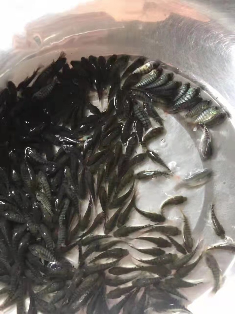 【海南一号】单性罗非鱼，产地直销，品质优良，欢迎前来选购