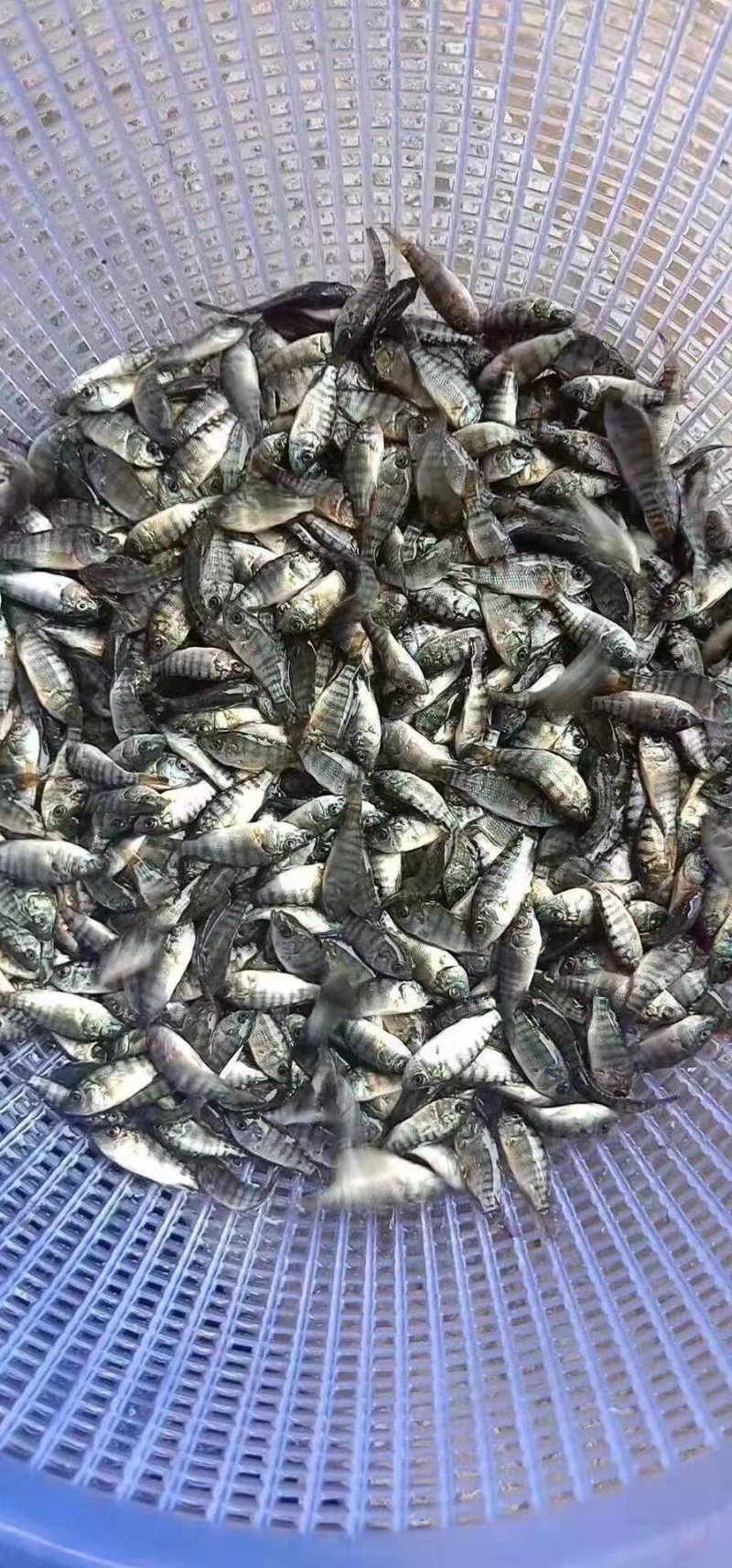 【海南一号】单性罗非鱼，产地直销，品质优良，欢迎前来选购