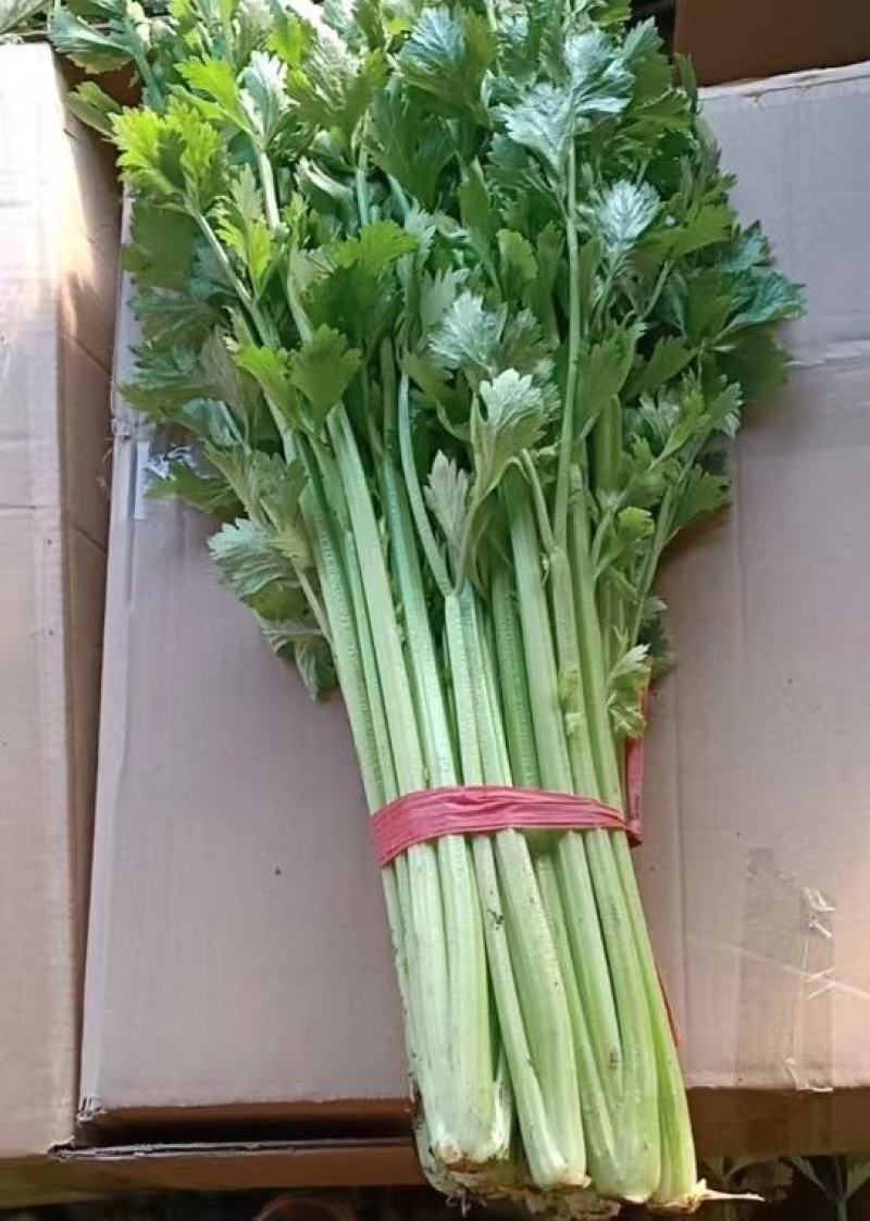 【推荐】芹菜河北唐山乐亭县精品芹菜鲜货现发供应全国