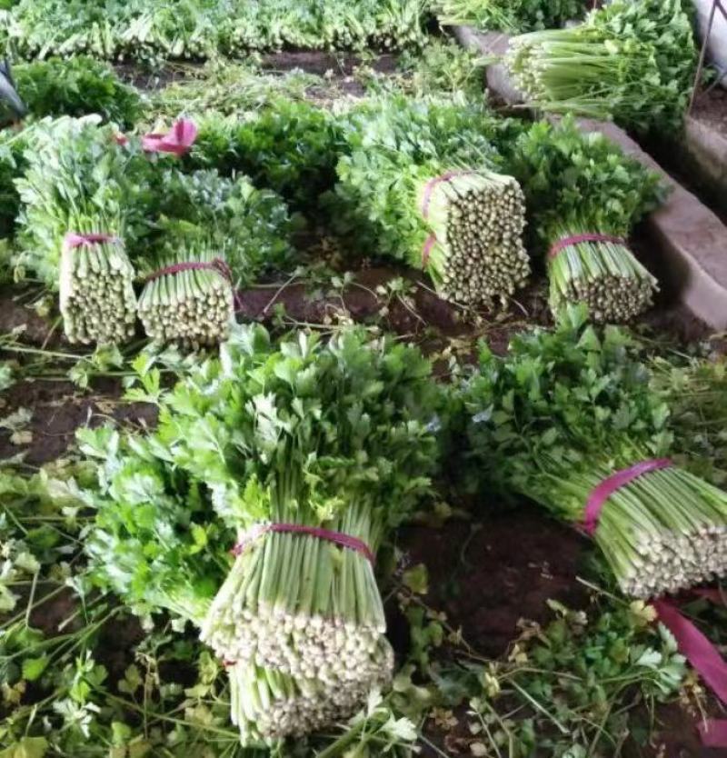 【推荐】芹菜河北唐山乐亭县精品芹菜鲜货现发供应全国