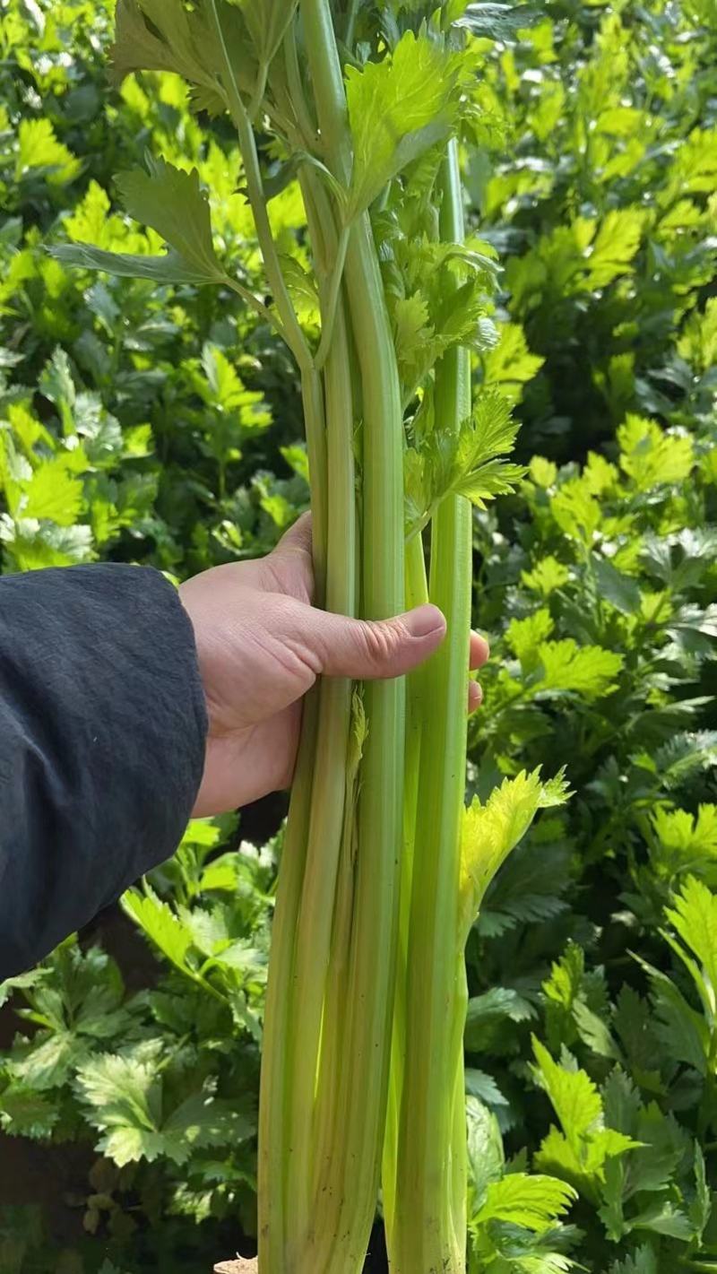 【推荐】芹菜河北唐山乐亭县精品芹菜鲜货现发供应全国