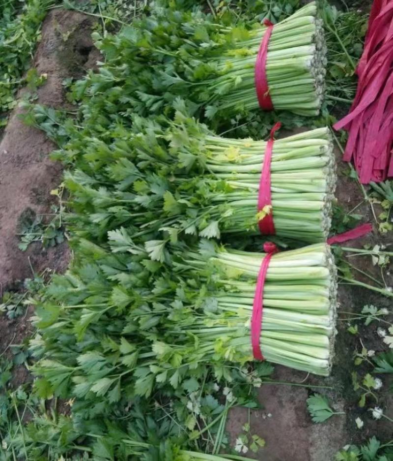 【推荐】芹菜河北唐山乐亭县精品芹菜鲜货现发供应全国