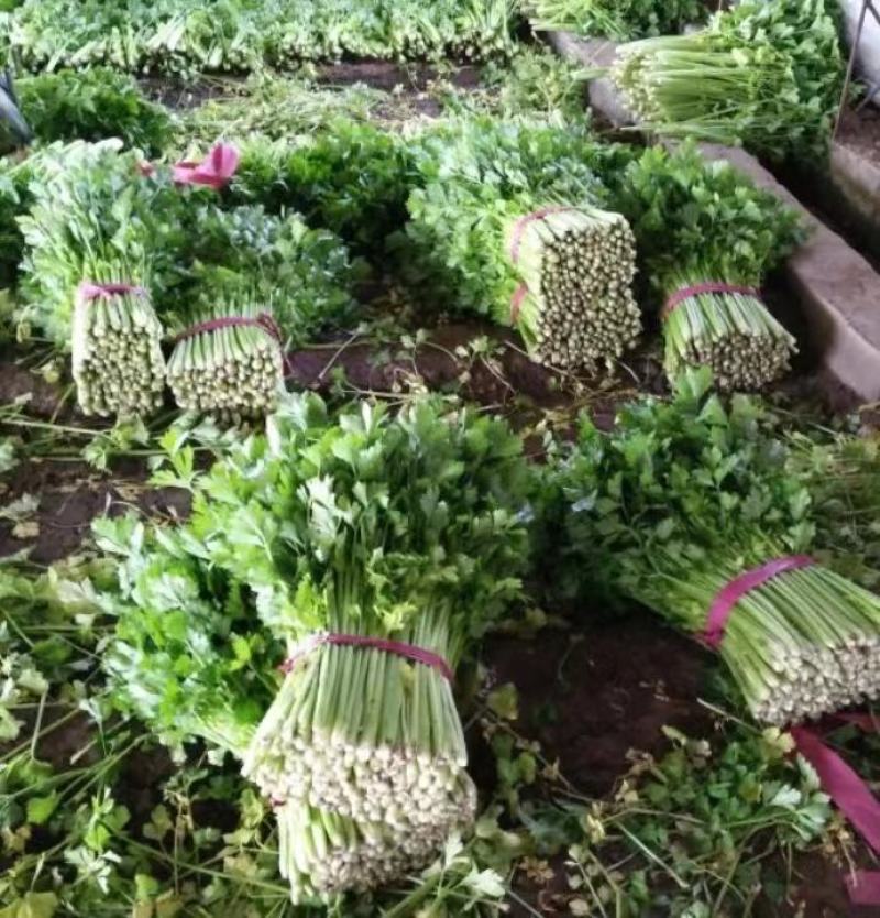 【推荐】芹菜河北唐山乐亭县精品芹菜鲜货现发供应全国