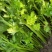 【推荐】芹菜河北唐山乐亭县精品芹菜鲜货现发供应全国
