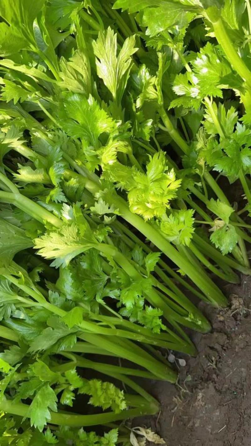 【推荐】芹菜河北唐山乐亭县精品芹菜鲜货现发供应全国