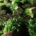 【推荐】芹菜河北唐山乐亭县精品芹菜鲜货现发供应全国
