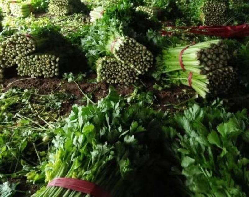 【推荐】芹菜河北唐山乐亭县精品芹菜鲜货现发供应全国