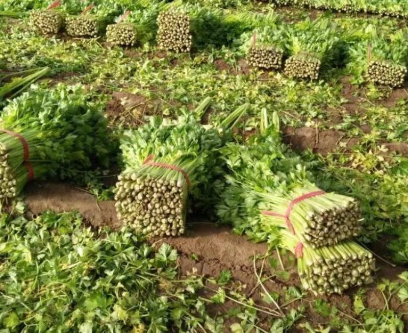 【推荐】芹菜河北唐山乐亭县精品芹菜鲜货现发供应全国