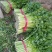 【推荐】芹菜河北唐山乐亭县精品芹菜鲜货现发供应全国