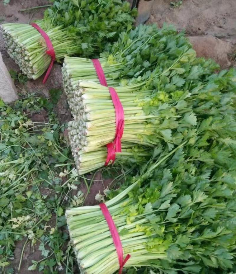 【推荐】芹菜河北唐山乐亭县精品芹菜鲜货现发供应全国