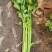【推荐】芹菜河北唐山乐亭县精品芹菜鲜货现发供应全国