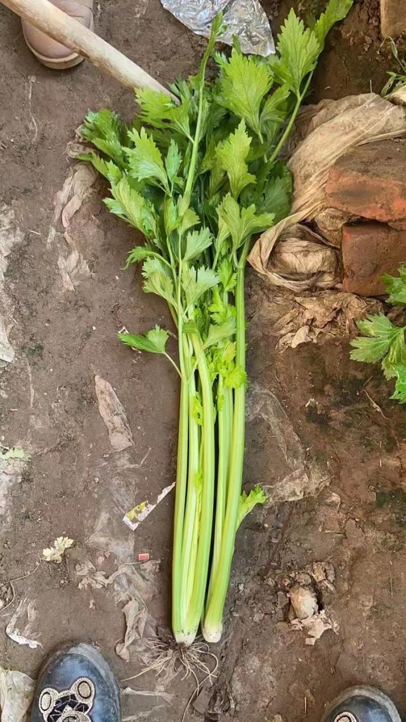 【推荐】芹菜河北唐山乐亭县精品芹菜鲜货现发供应全国