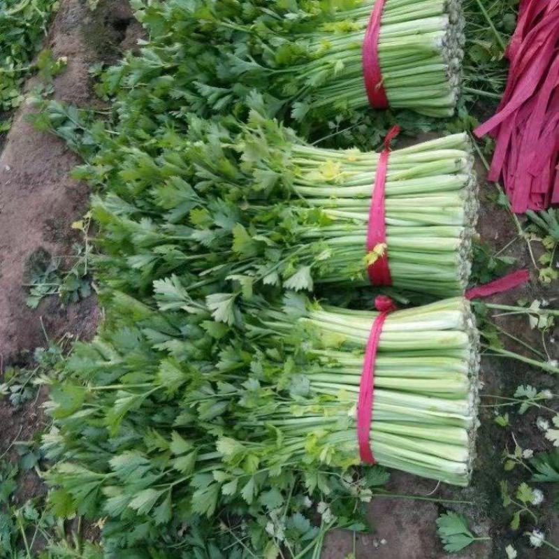 【推荐】芹菜河北唐山乐亭县精品芹菜鲜货现发供应全国