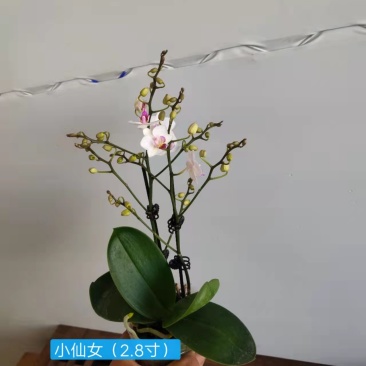 特级小仙女2.8寸双梗高度30-35公分蝴蝶兰