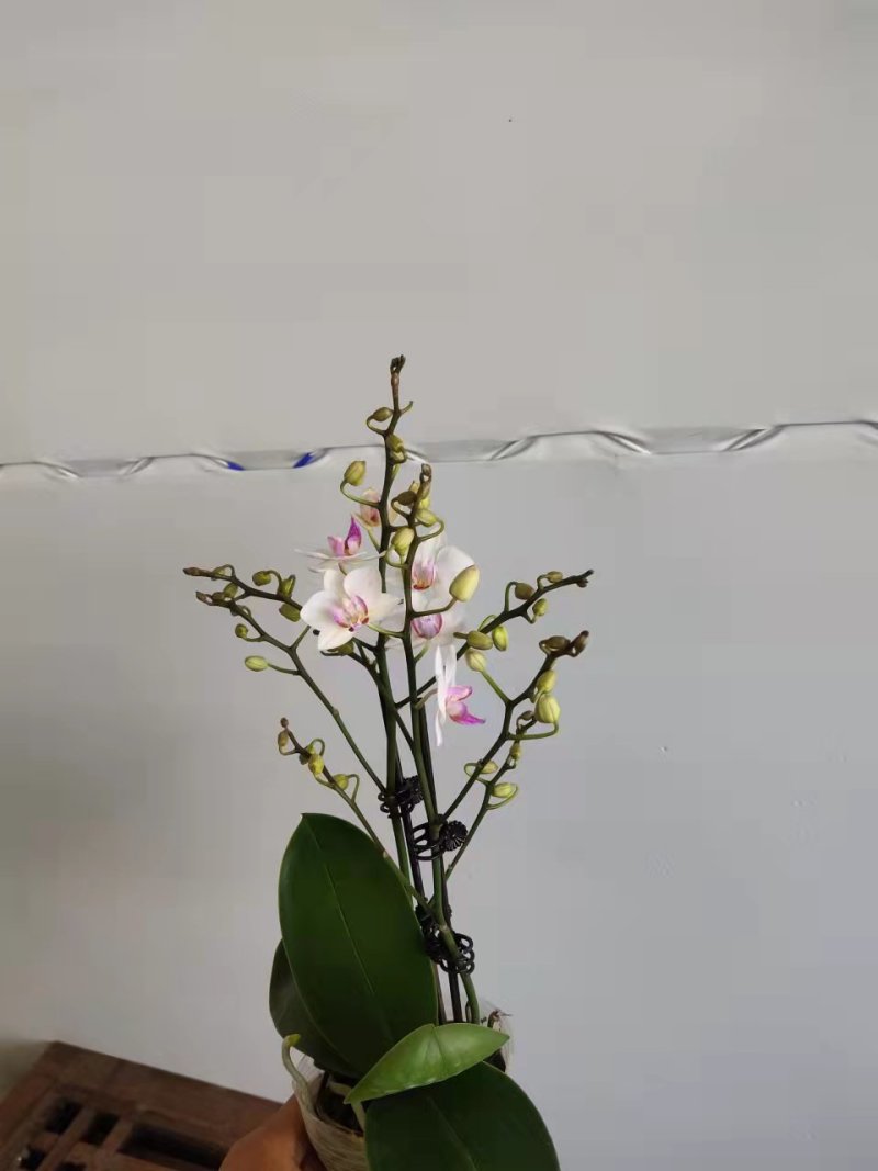 特级小仙女2.8寸双梗高度30-35公分蝴蝶兰