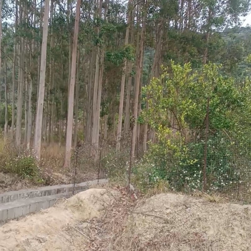 专门收砍苦楝树桉树卖的联系我吧