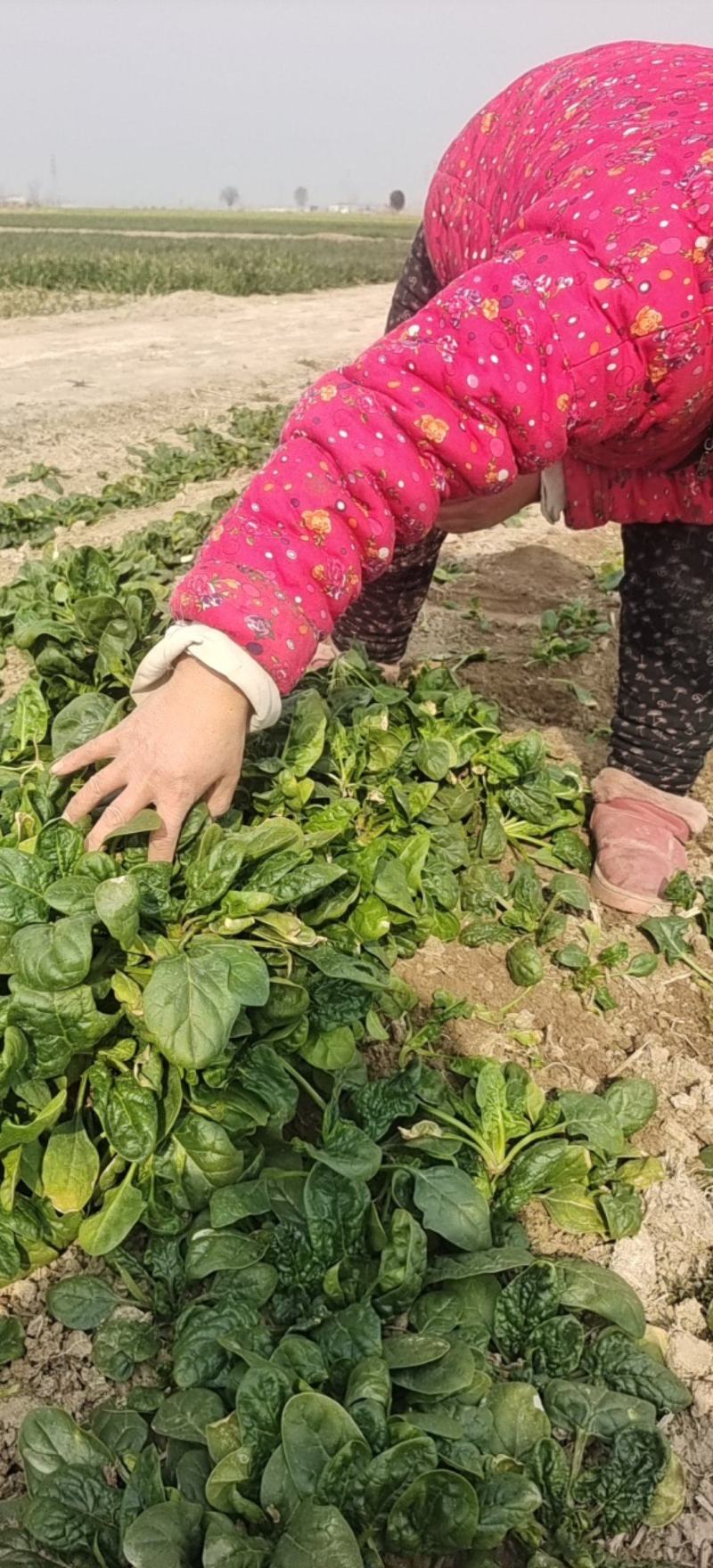 丰县菠菜，大量有货，实力代办，全国发货，欢迎咨询