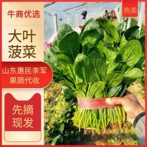 精品扎捆菠菜大叶菠菜，山东惠民万亩菠菜基地，规格齐全！