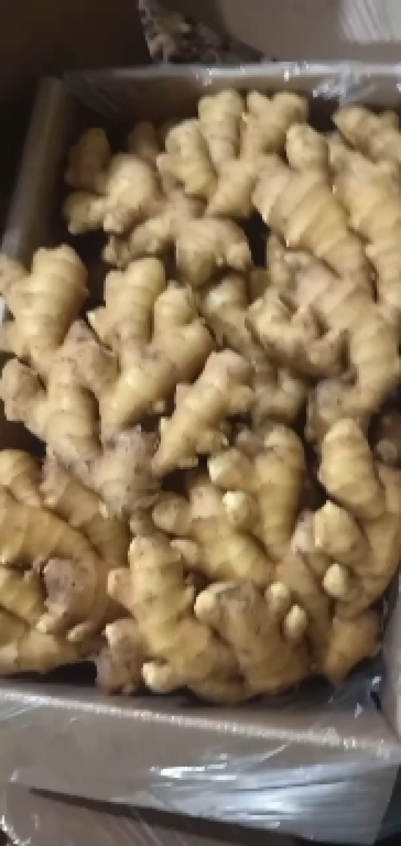 山东优质生姜大黄姜，小黄姜，水洗姜，带土姜，欢迎选购