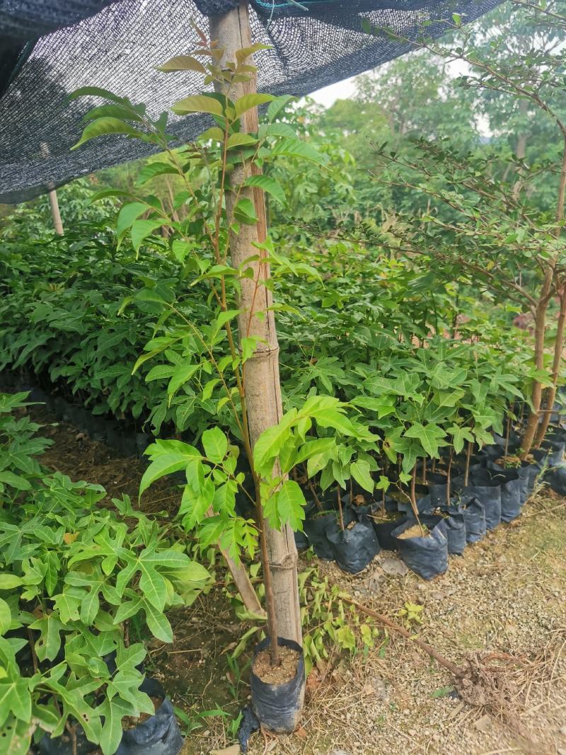 福建漳州麻楝麻楝小苗
