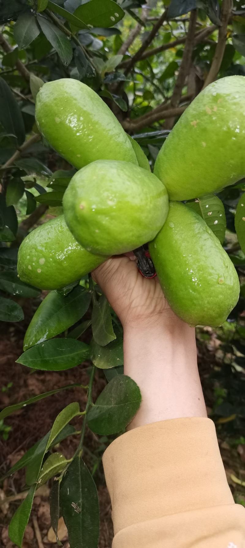 香水柠檬准备开始摘果