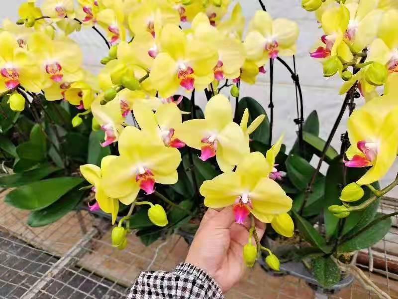 特级黄金美人3.5蝴蝶兰
