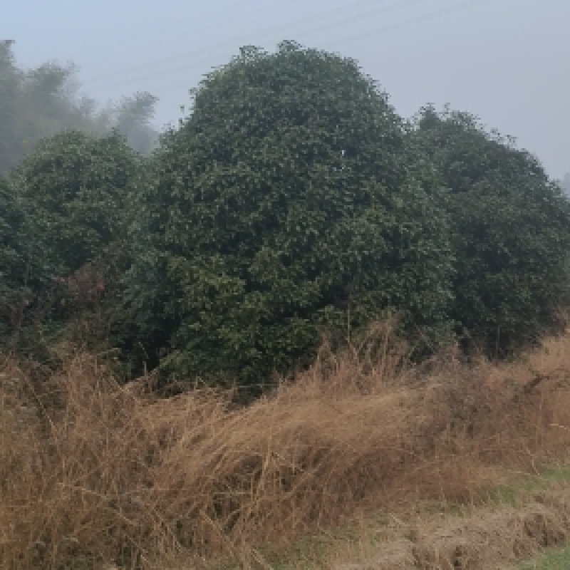 桂花当年苗一25公分供应，有需要的咨询采购