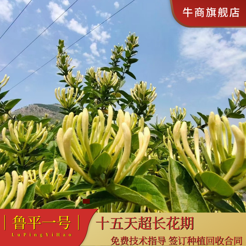 鲁平一号金银花苗超长花期顺丰包邮技术指导产品回收