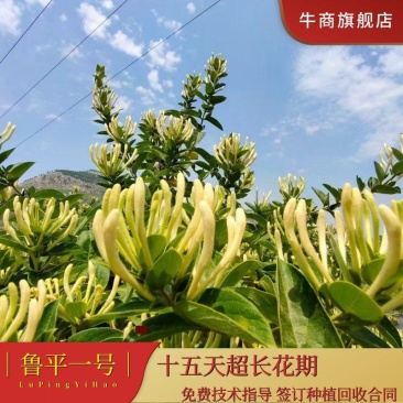 鲁平一号金银花苗超长花期顺丰包邮技术指导产品回收