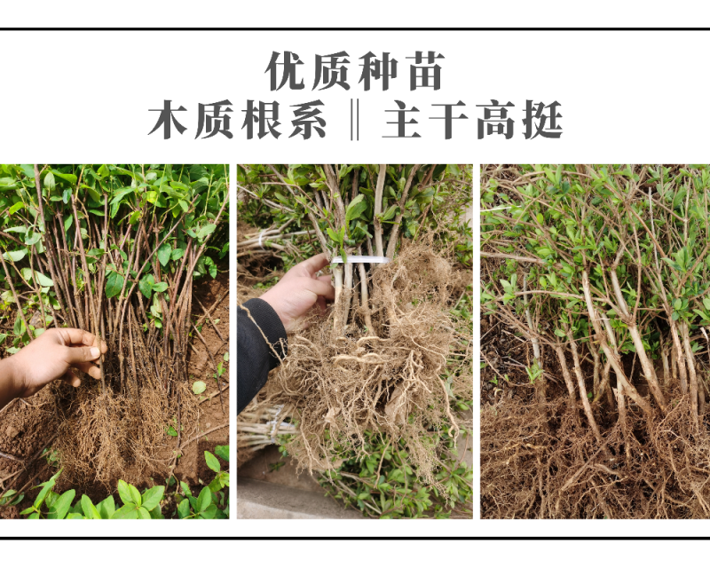 鲁平一号金银花苗超长花期顺丰包邮技术指导产品回收