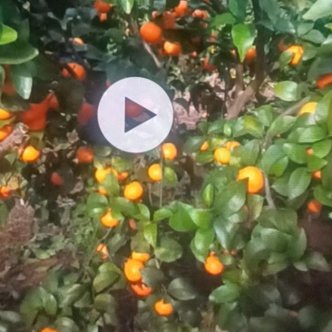 荔浦沙糖桔，中小果在产地