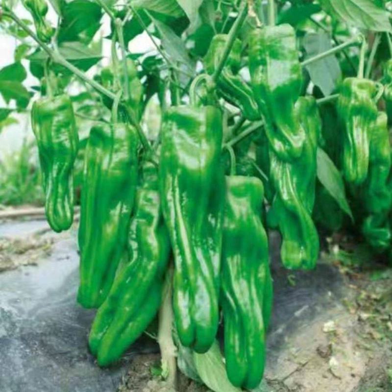 【精品苗】辣椒苗薄皮菜椒苗泡椒苗苏椒5号抗病免费技术指导