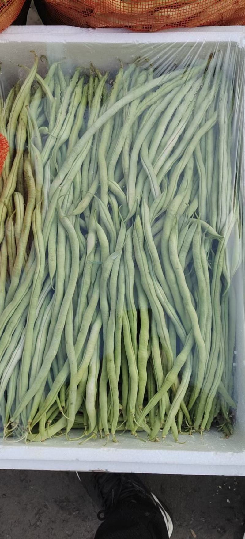 精品架豆王，无筋豆，豆王，四季豆，大量供应品质有保证！