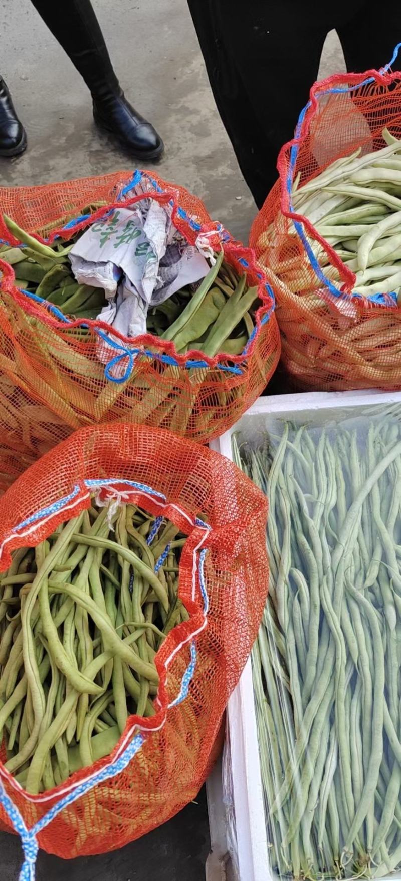 精品架豆王，无筋豆，豆王，四季豆，大量供应品质有保证！