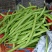 精品架豆王，无筋豆，豆王，四季豆，大量供应品质有保证！
