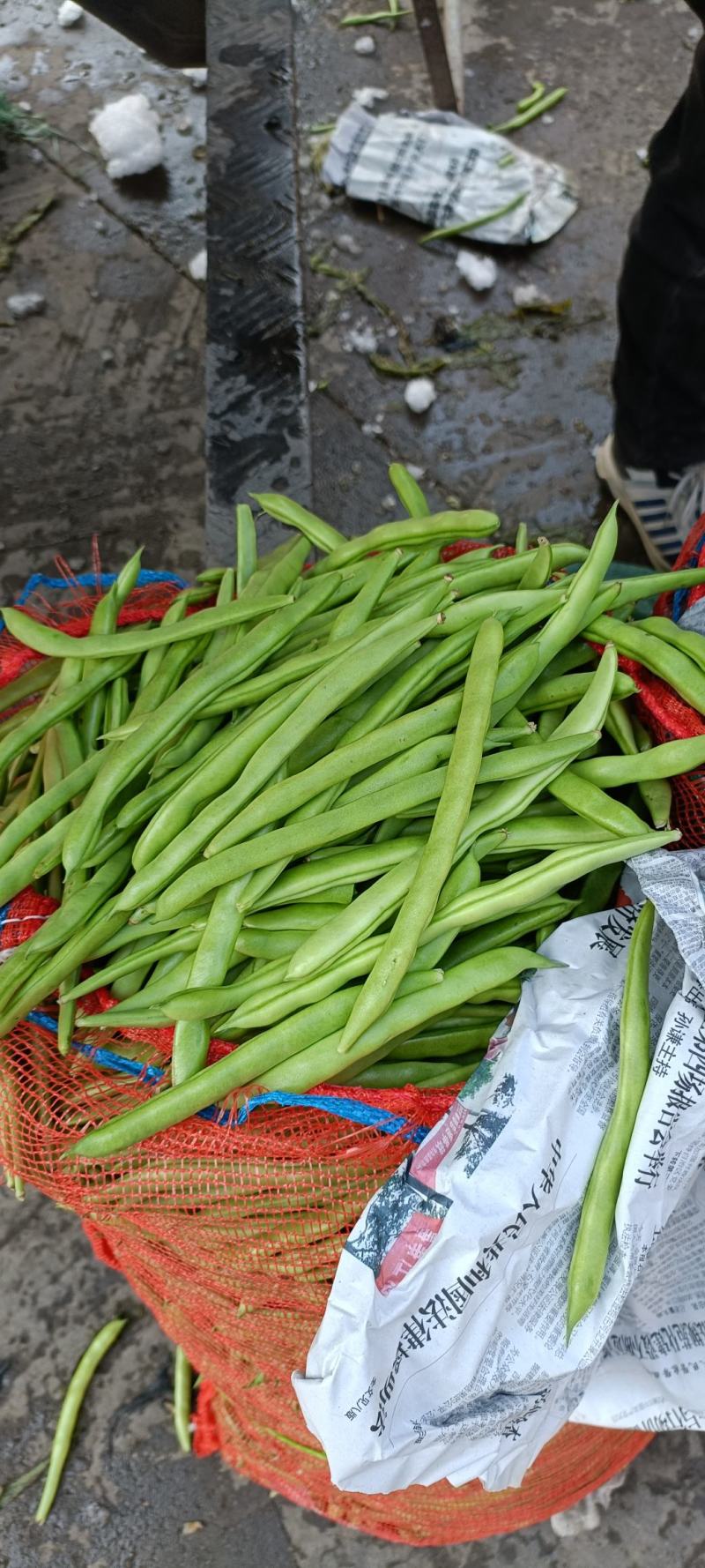精品架豆王，无筋豆，豆王，四季豆，大量供应品质有保证！