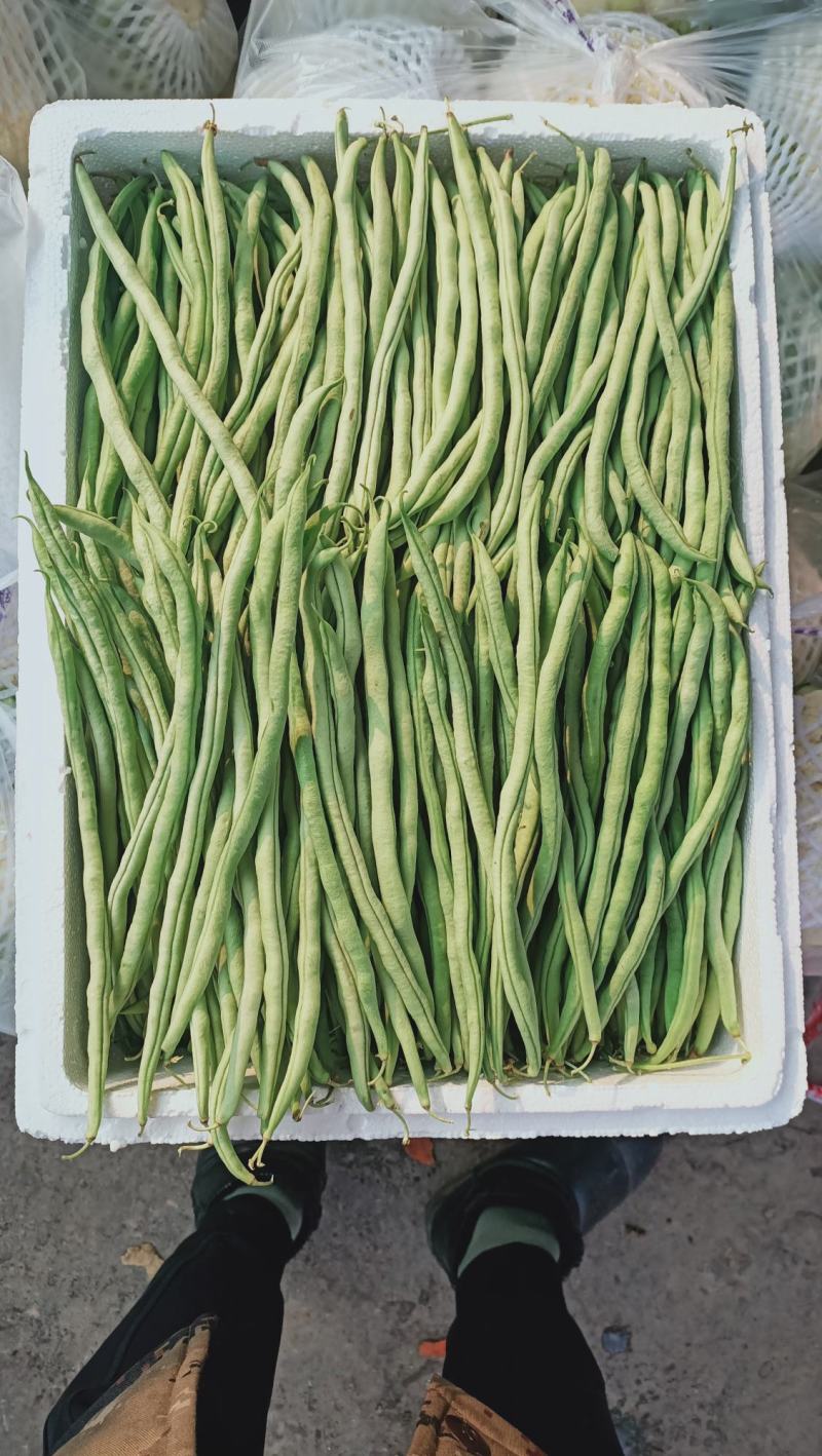 精品架豆王，无筋豆，豆王，四季豆，大量供应品质有保证！