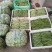 精品架豆王，无筋豆，豆王，四季豆，大量供应品质有保证！