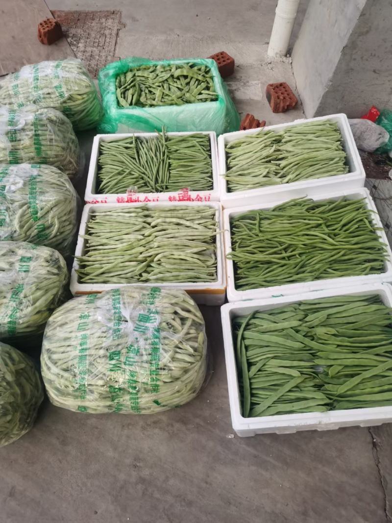 精品架豆王，无筋豆，豆王，四季豆，大量供应品质有保证！