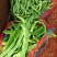 精品架豆王，无筋豆，豆王，四季豆，大量供应品质有保证！