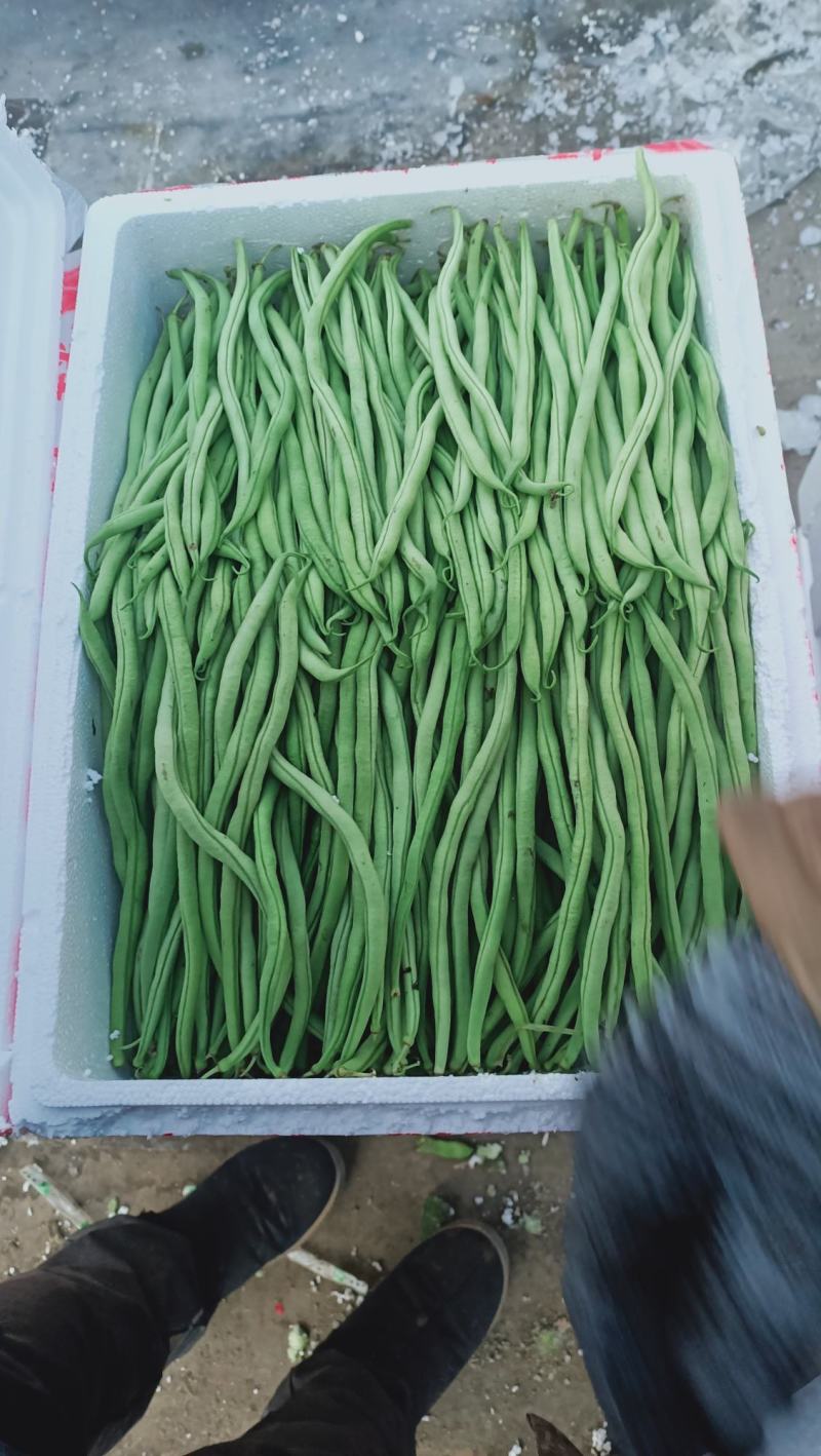 精品架豆王，无筋豆，豆王，四季豆，大量供应品质有保证！