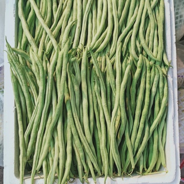 精品架豆王，无筋豆，豆王，四季豆，大量供应品质有保证！
